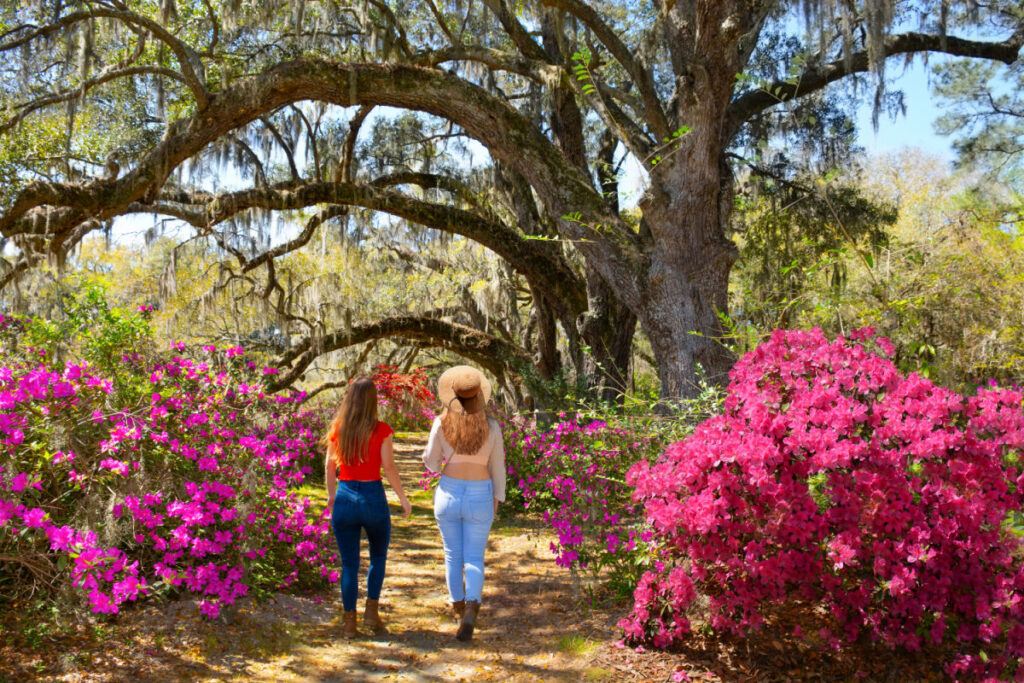 2 women walking near blooming flower bushes under spanish moss tree in South Carolina