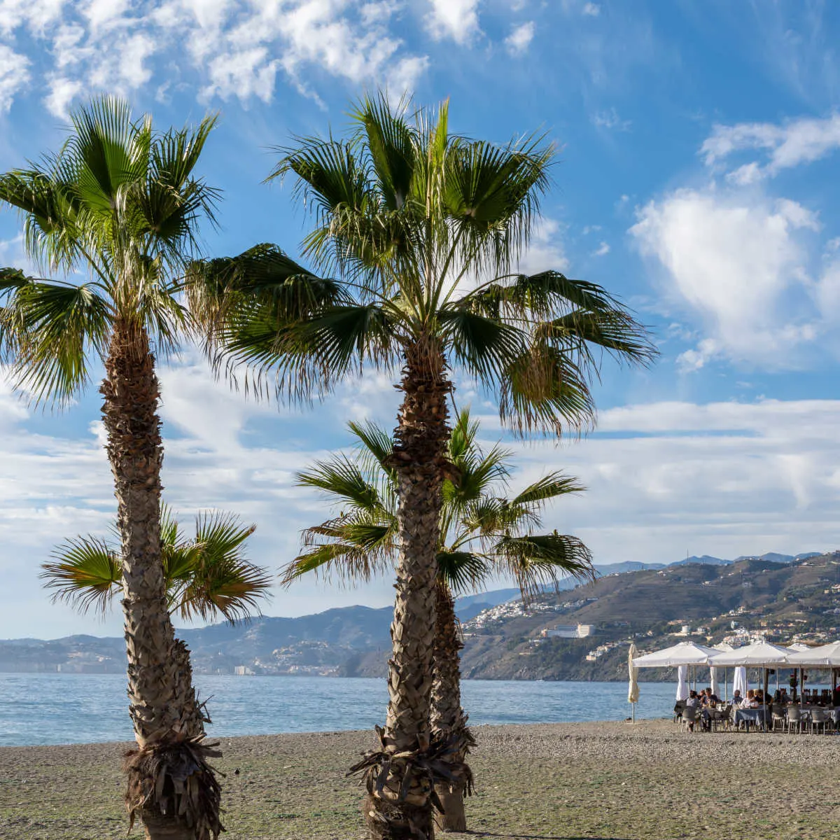 Palm trees and beachside bar in Salobreña